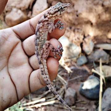 Image of Morocco Wall Gecko