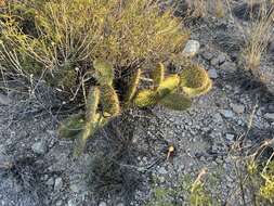 Image of Marble-fruit Prickly-pear Cactus