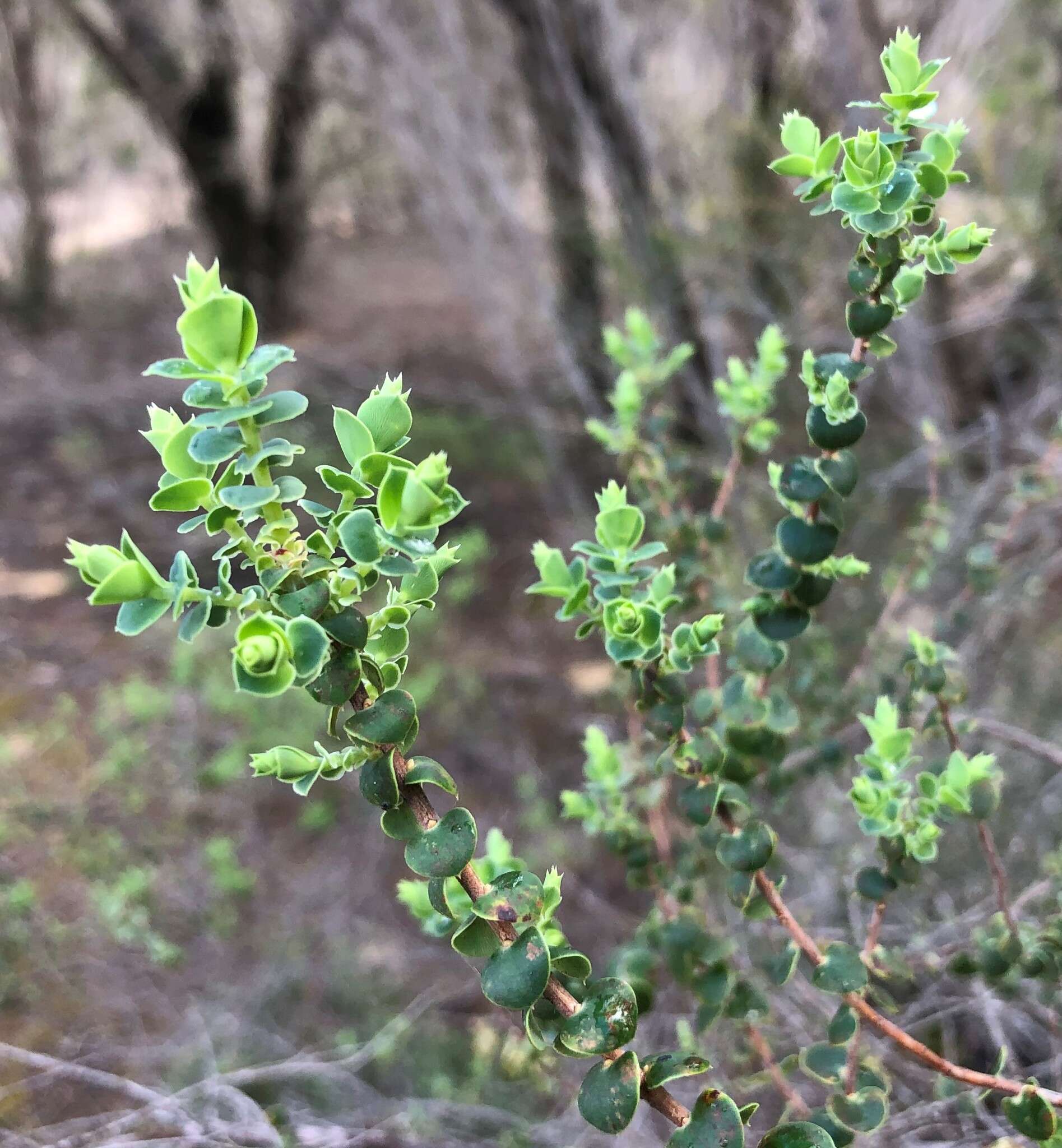 Image of Leucopogon cordifolius Lindl.