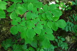 Image of yellowwood