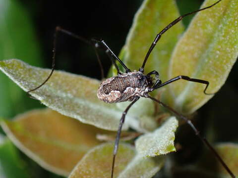 Image of <i>Dasylobus graniferus</i>