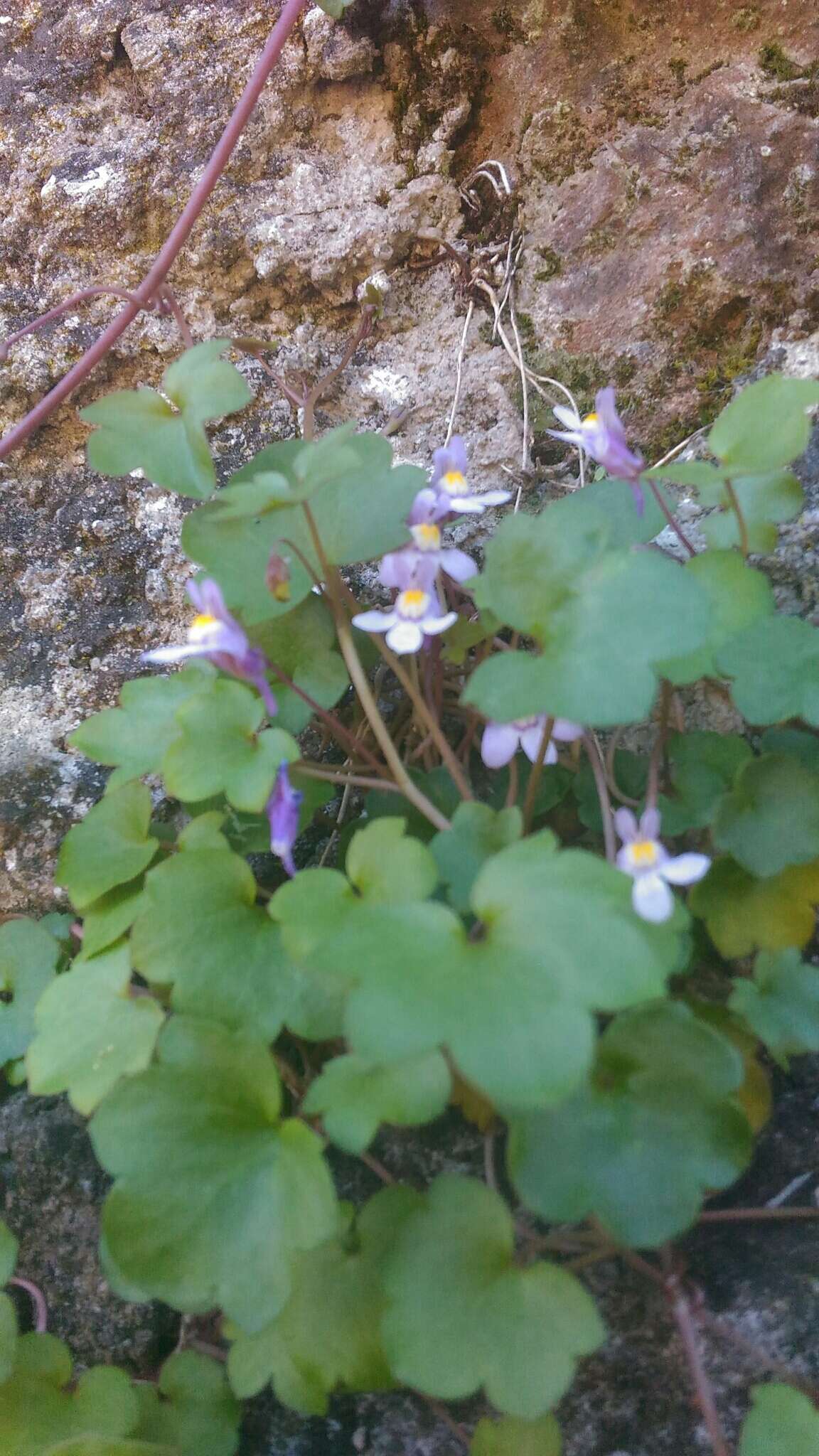 Image of Ivy-leaved Toadflax