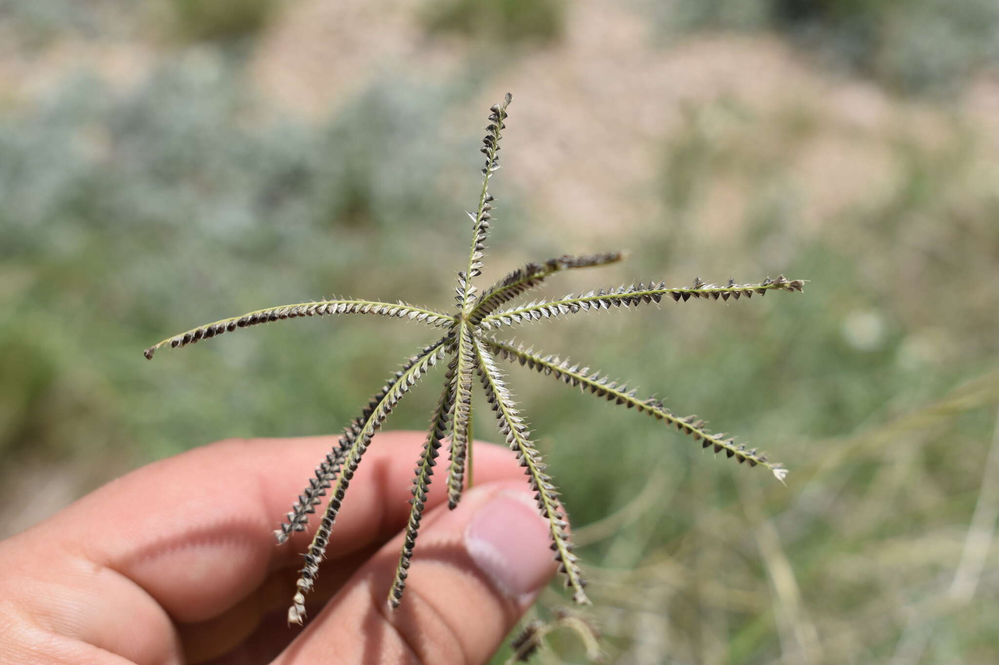 Image de Chloris cucullata Bisch.