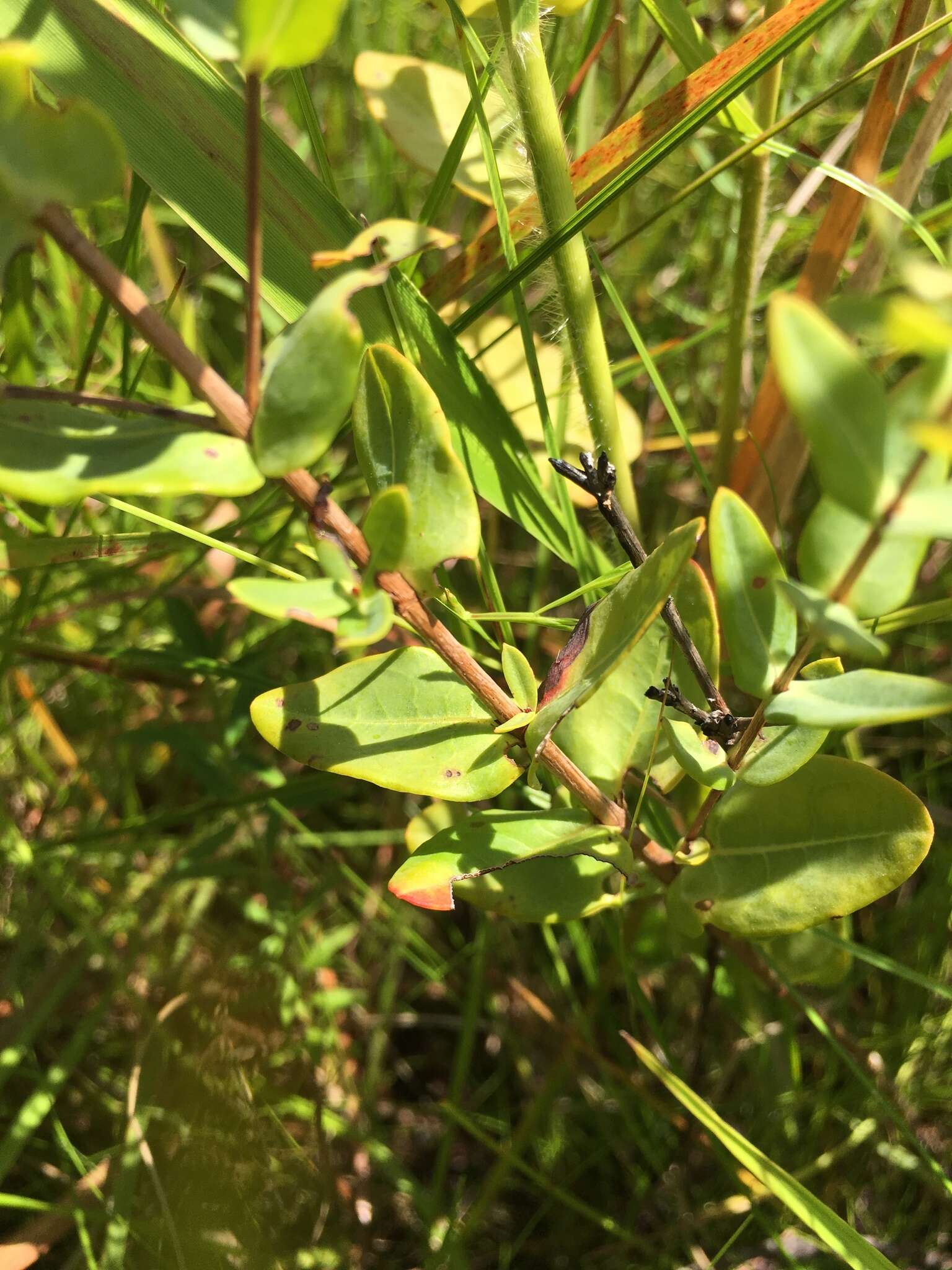 Image of Myrtle-Leaf St. John's-Wort