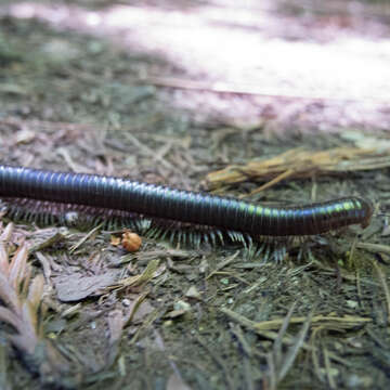 Image of Paeromopus angusticeps (Wood 1864)