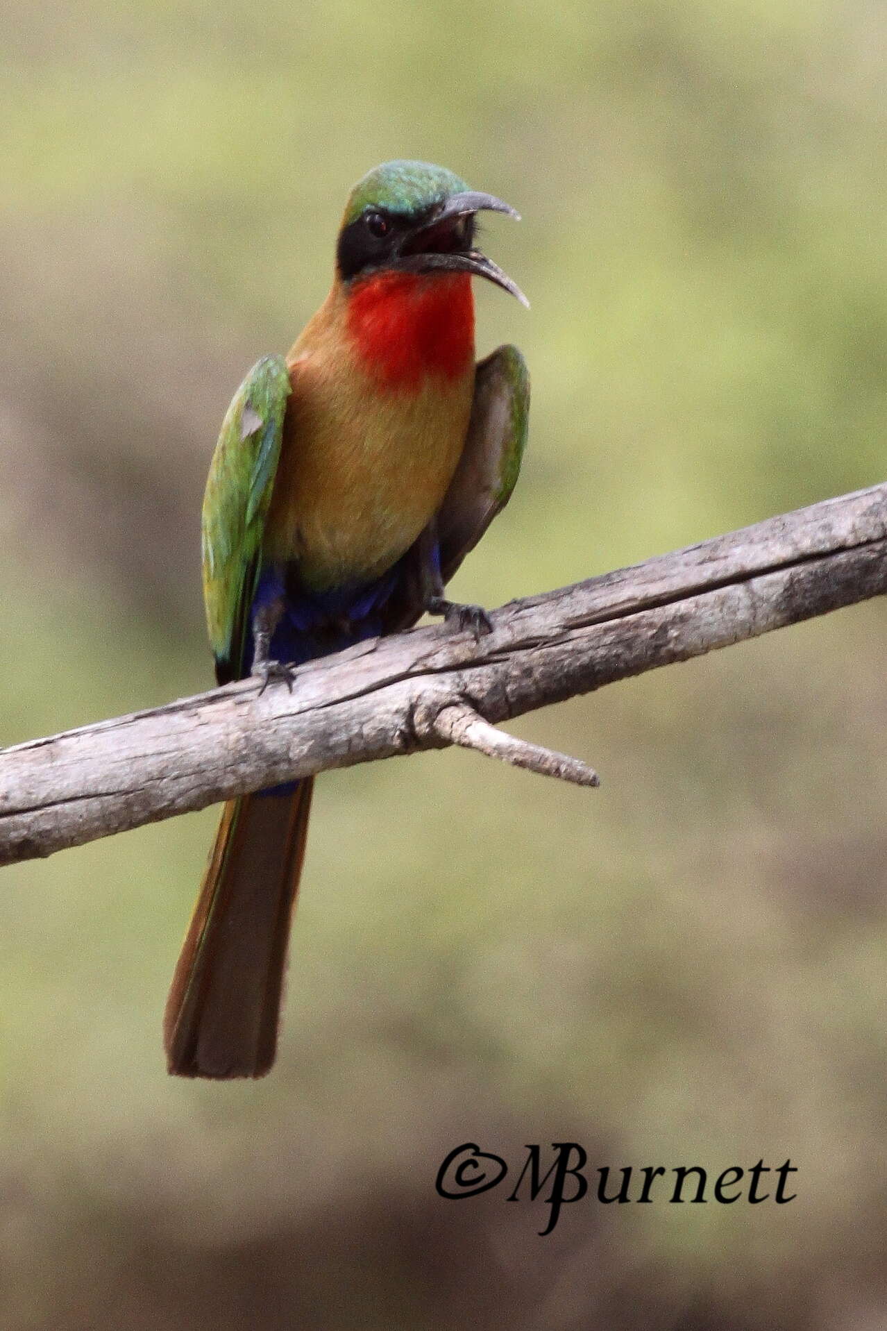 Image of Red-throated Bee-eater