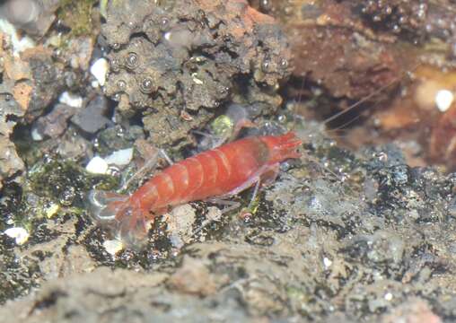 Image of Halocaridina Holthuis 1963