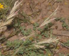 Image of shortleaf woollygrass