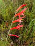 Imagem de Gladiolus quadrangularis (Burm. fil.) Aiton