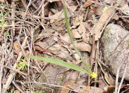 Image of Curculigo ensifolia R. Br.