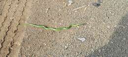 Image of Green Water Snake