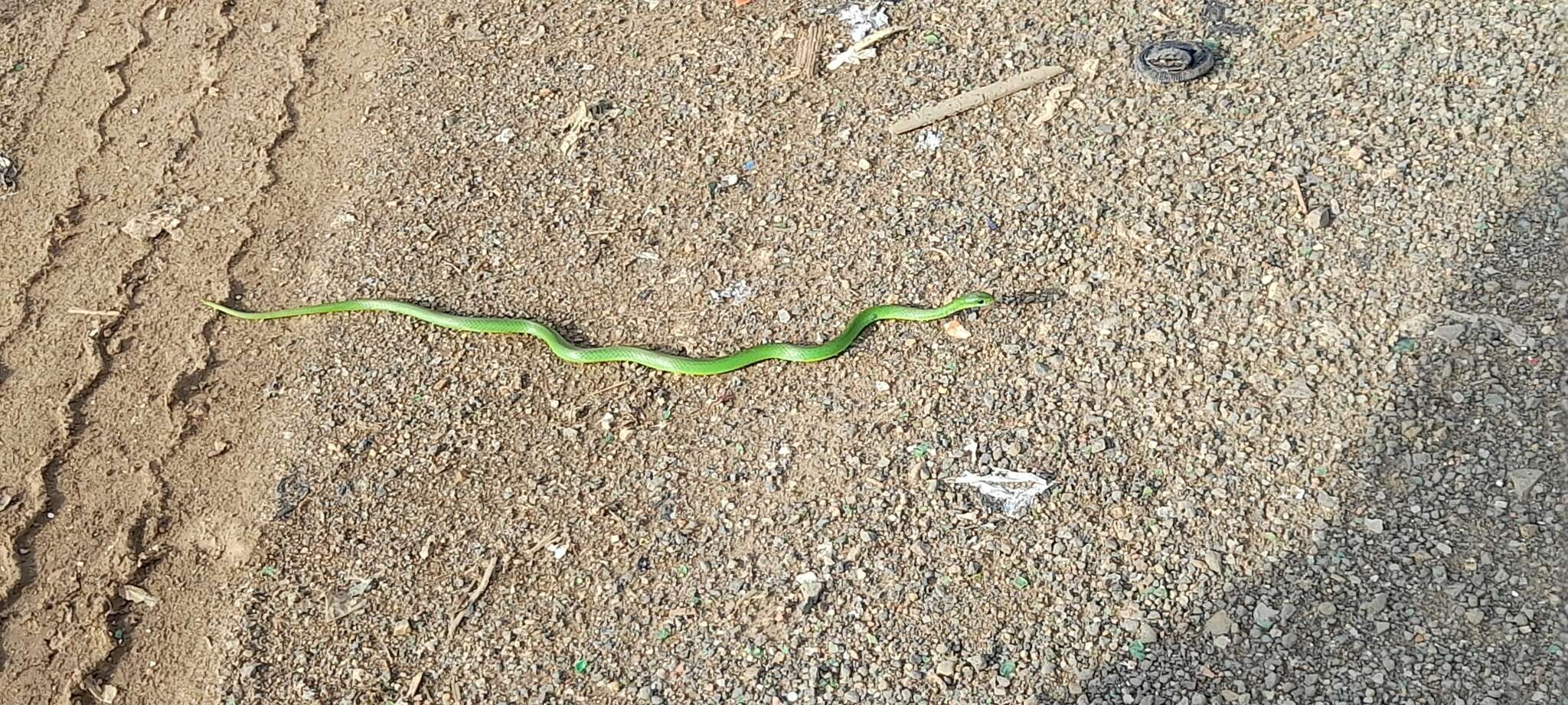 Image of Green Water Snake