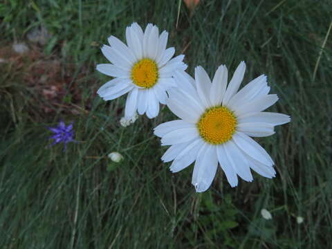 Image of Leucanthemum heterophyllum (Willd.) DC.