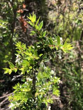 Image of Gaultheria mucronata (L. fil.) E. J. Remy