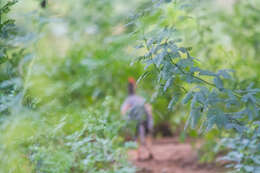 Image of Grey Junglefowl