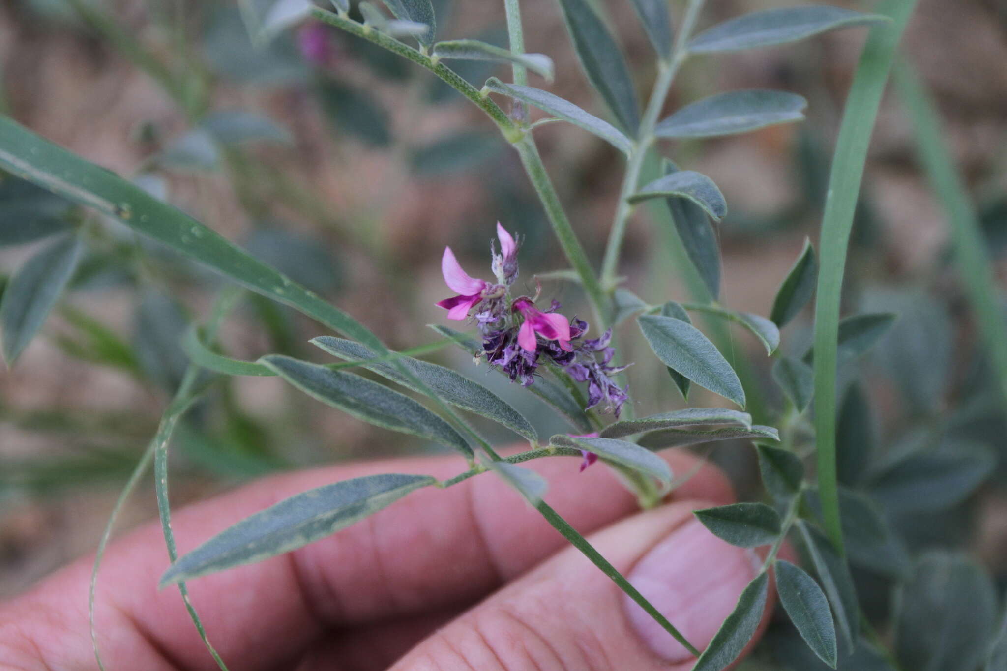 Image of Indigofera auricoma E. Mey.