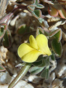 Image of strigose bird's-foot trefoil