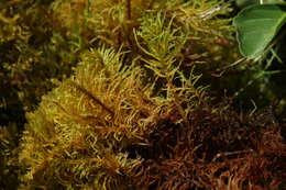 Image of helodium moss