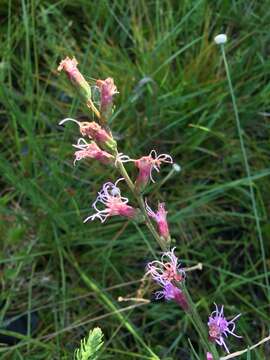 Image of dense blazing star