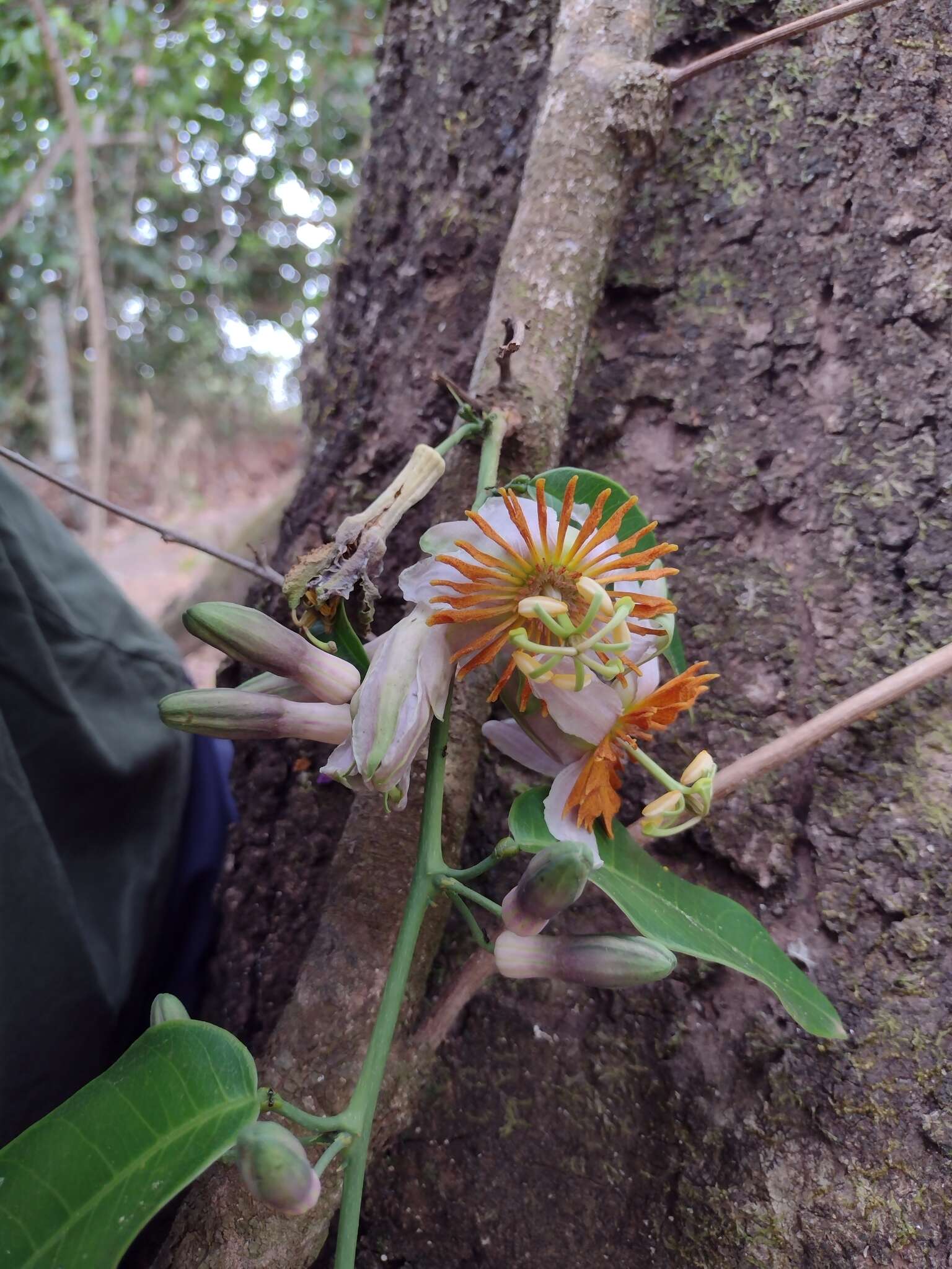 Passiflora cerradensis Sacco的圖片