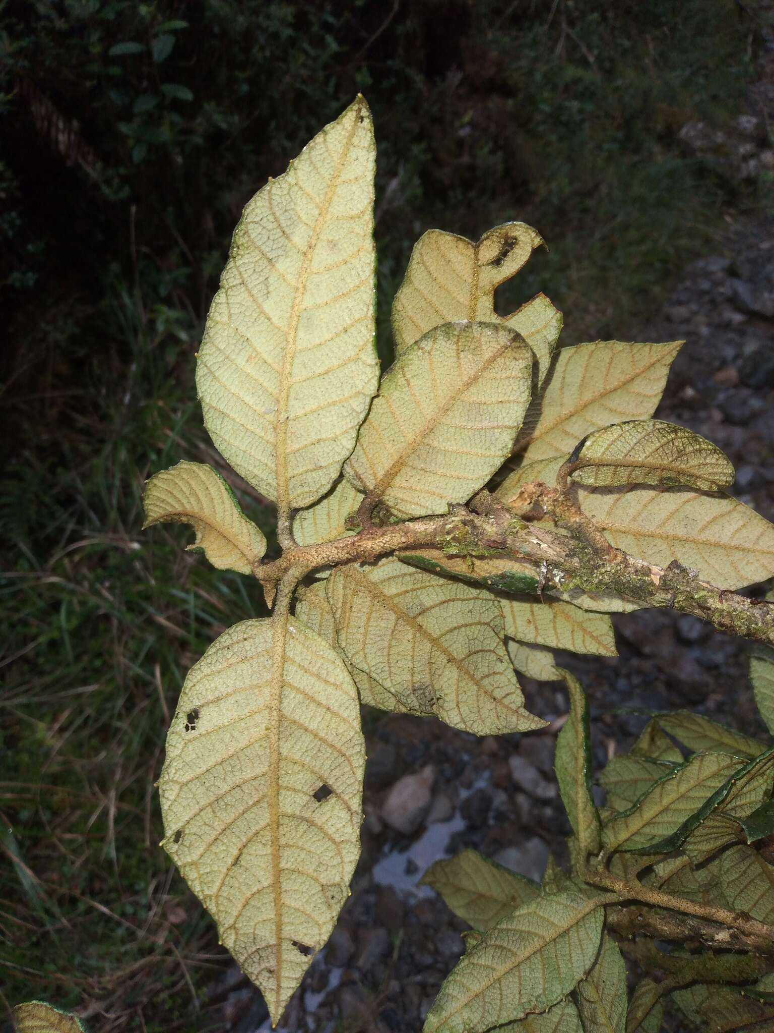 Image of Clethra ferruginea (Ruiz & Pav.) Link ex Spreng.