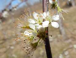 Imagem de Prunus gracilis Engelm. & Gray