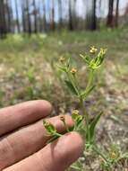 Euphorbia inundata var. inundata resmi