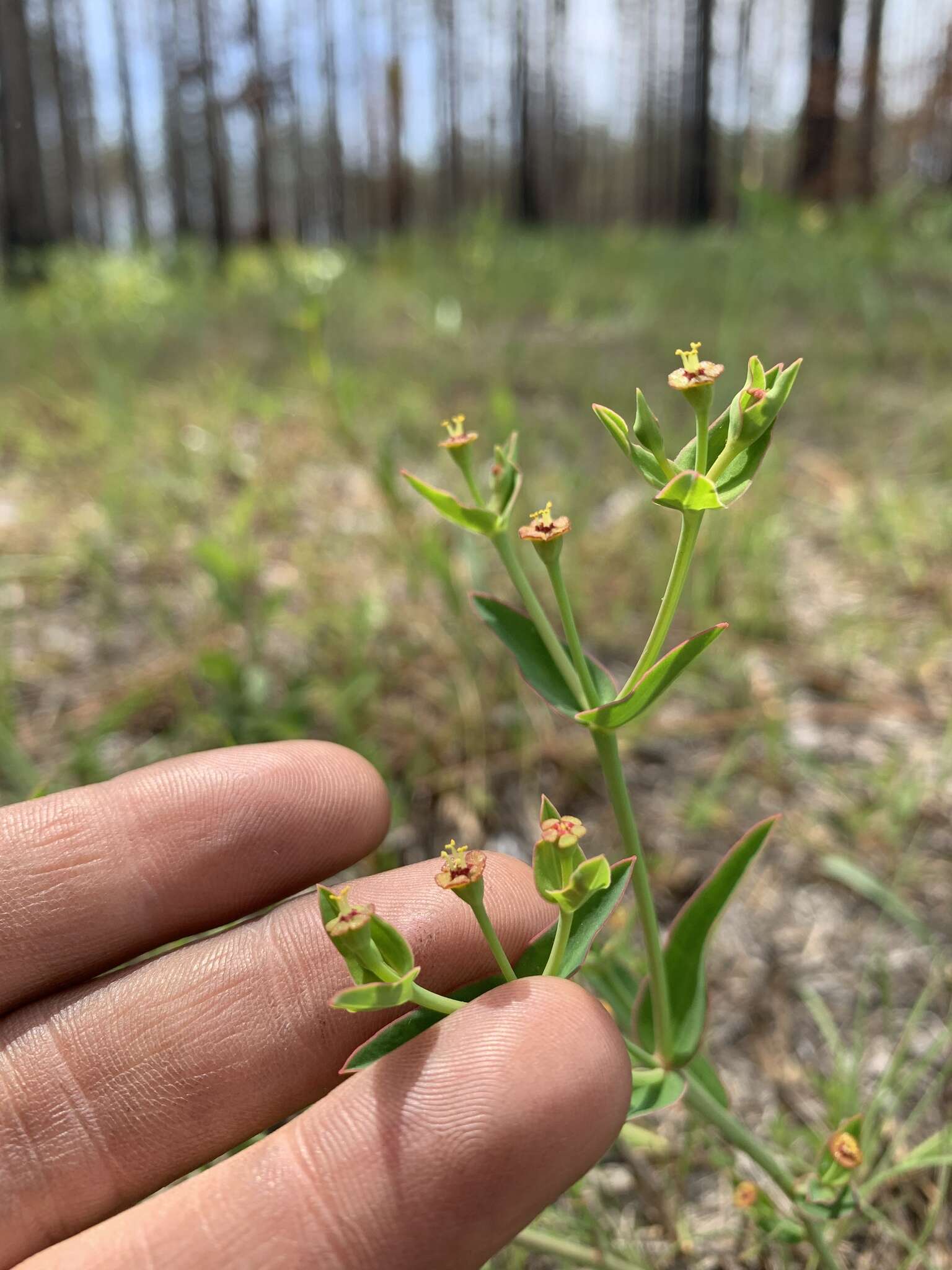 Euphorbia inundata var. inundata resmi