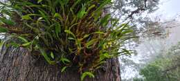 Image of Lily-of-the-valley orchid