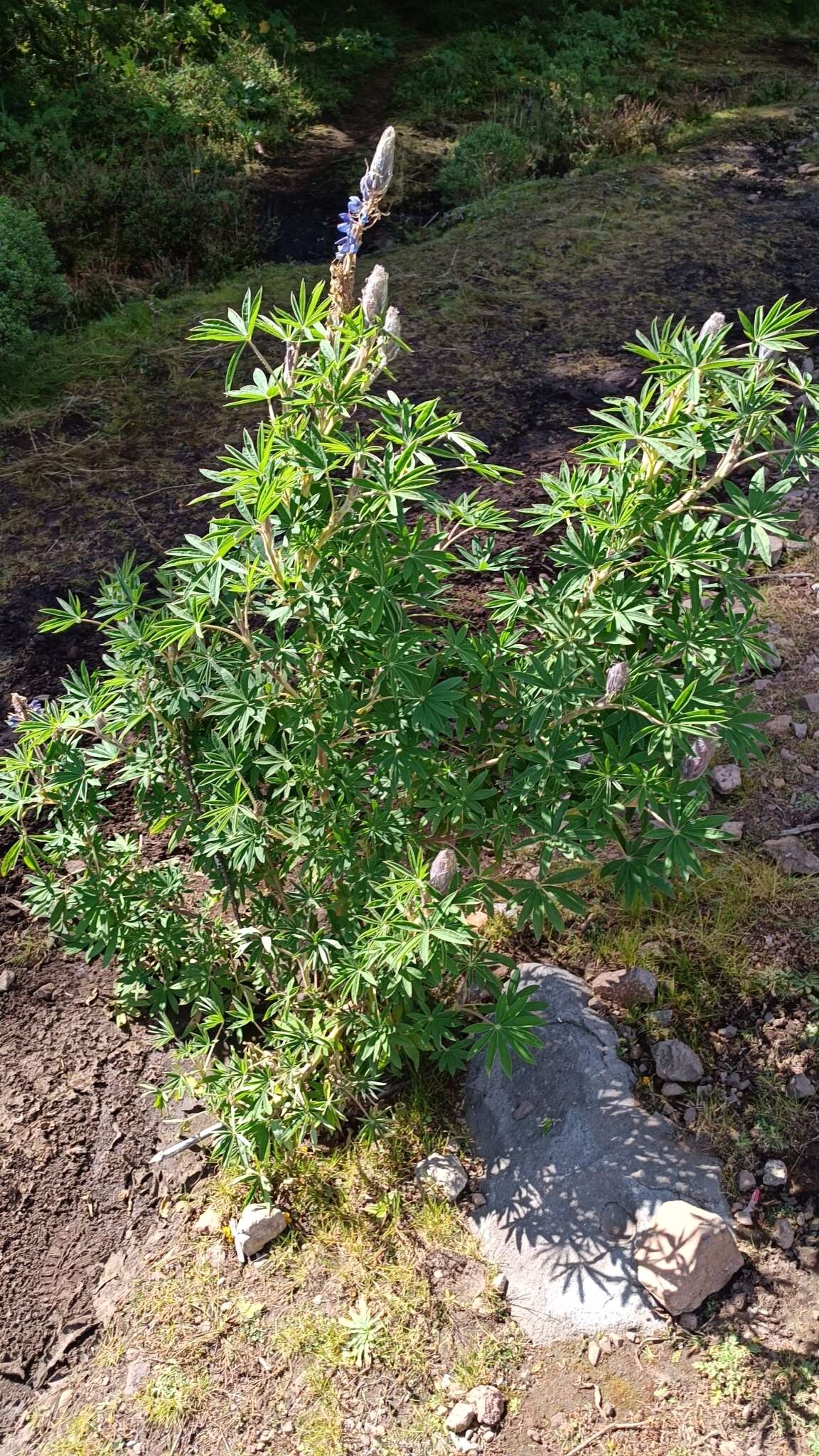 Image of Lupinus montanus Kunth