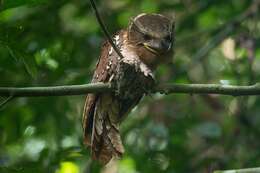 Image of Large Frogmouth