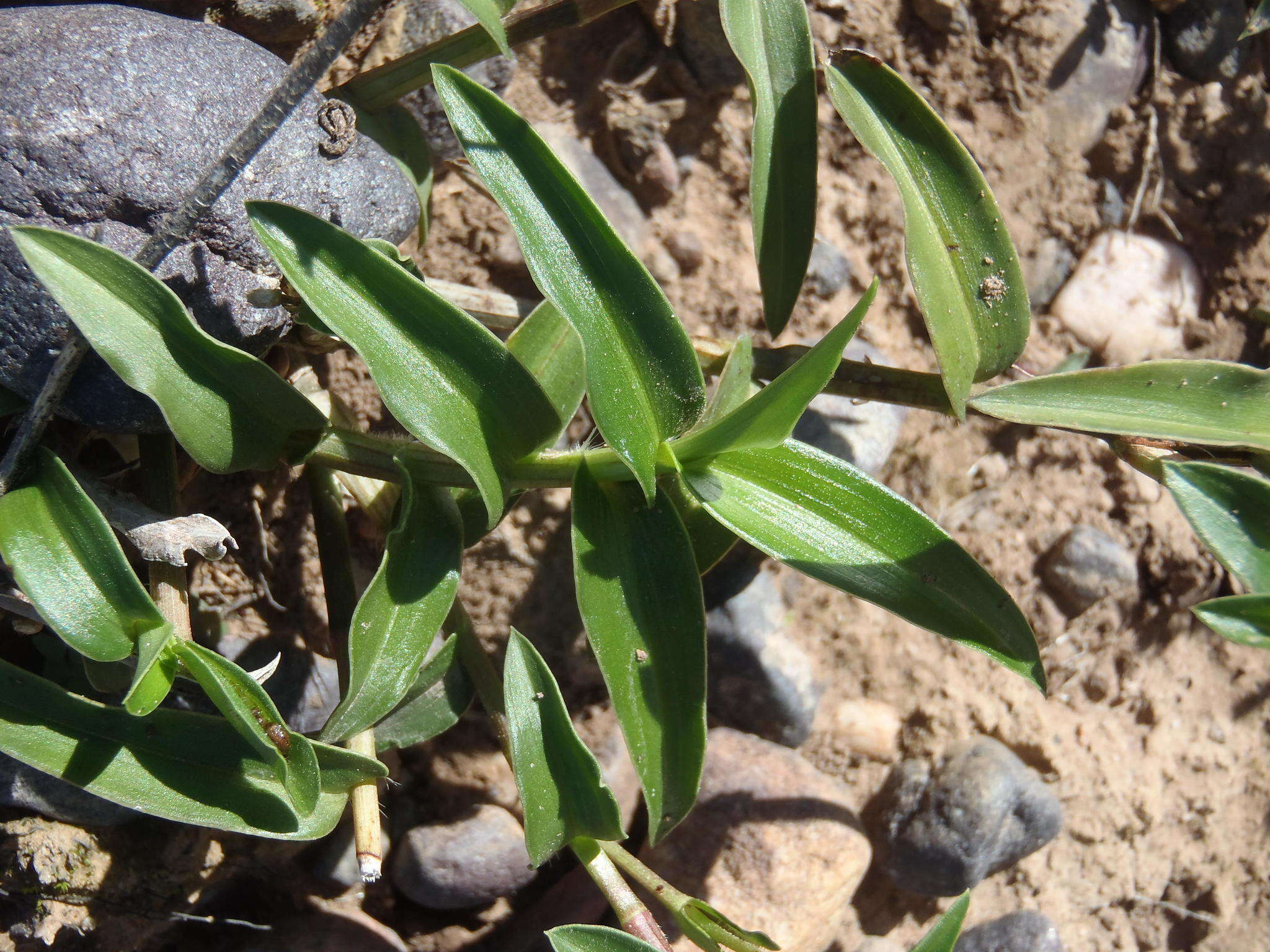 Image of Commelina africana subsp. africana