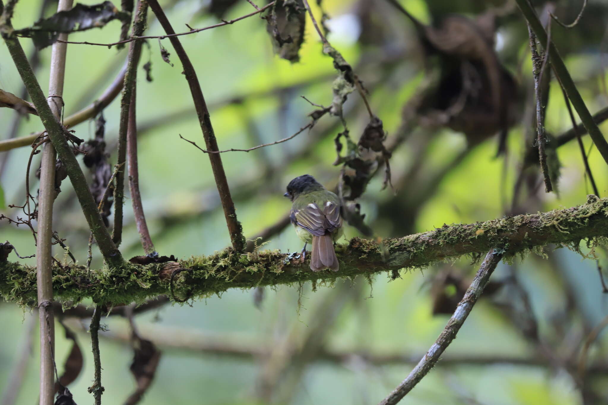 Image of Rufous-breasted Flycatcher