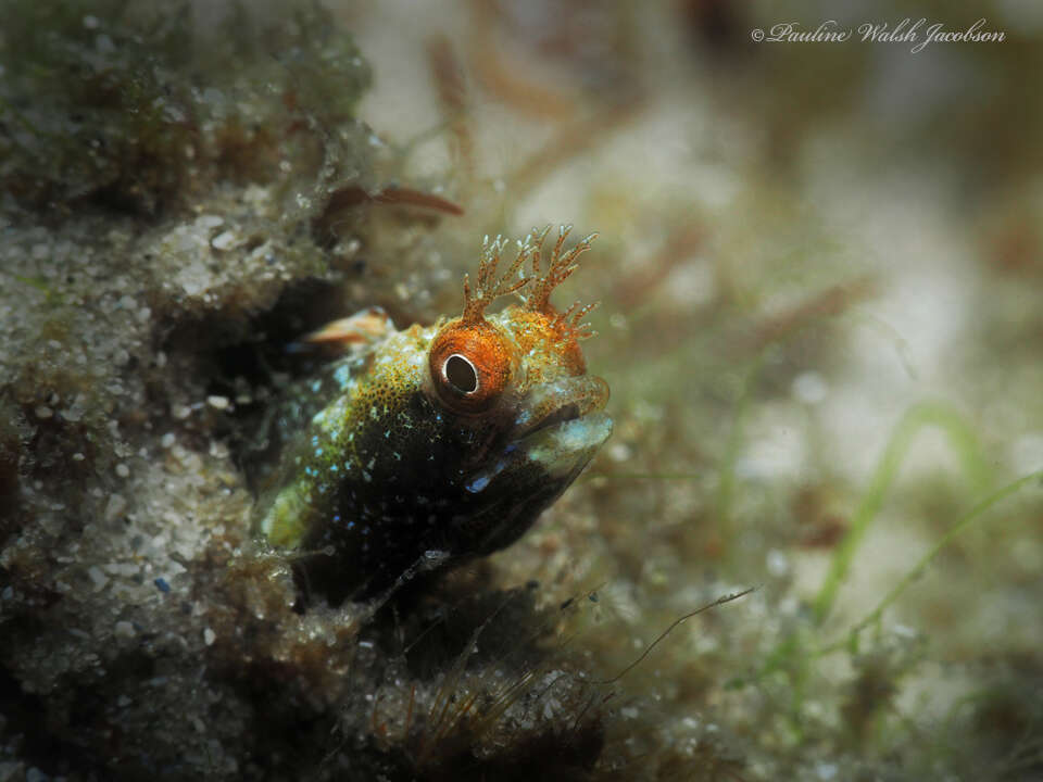 Image of Roughhead Blenny