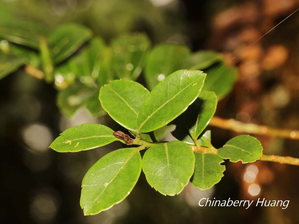 صورة Ilex sugerokii var. brevipedunculata (Maxim.) S. Y. Hu