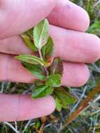 Image of Epilobium billardierianum subsp. billardierianum