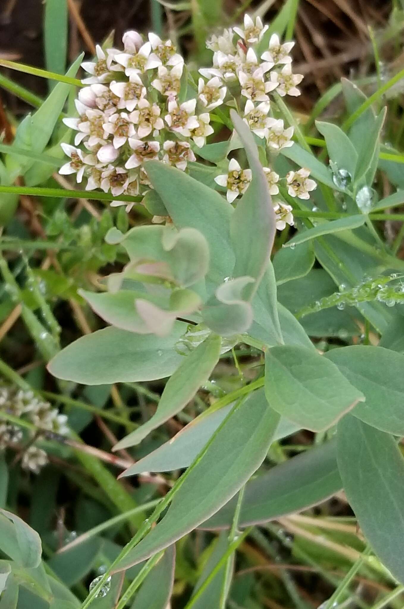 Image of California bastard toadflax