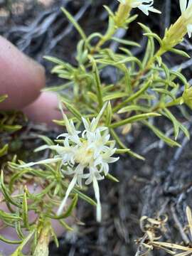 Image of Columbian goldenbush