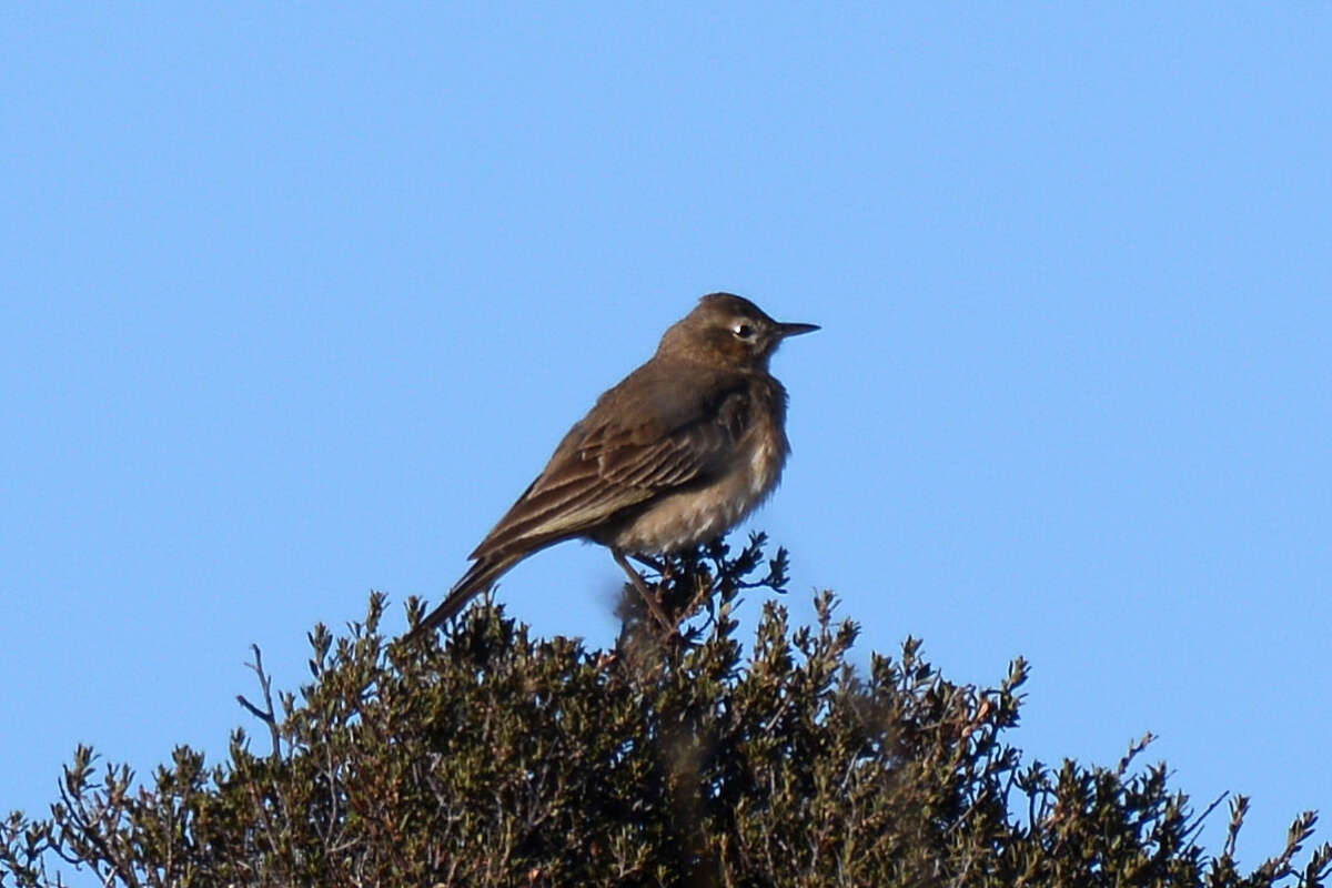 Image of Karoo Chat