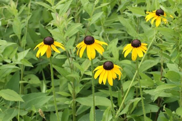 Sivun Rudbeckia hirta var. pulcherrima Farw. kuva