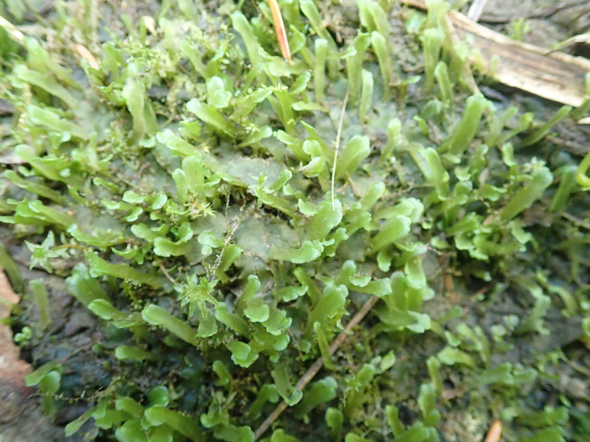 Image of Pellia alpicola L. Soderstr., A. Hagborg, von Konrat & Phytotaxa