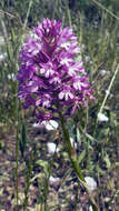 Image of Anacamptis pyramidalis var. pyramidalis