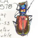 Imagem de Cicindela (Cicindela) pulchra Say 1823