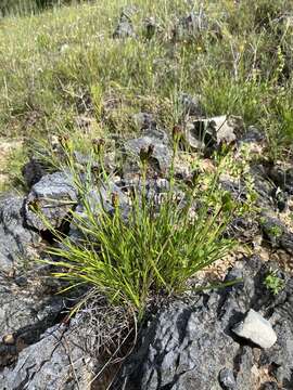 Image of Cahaba torch