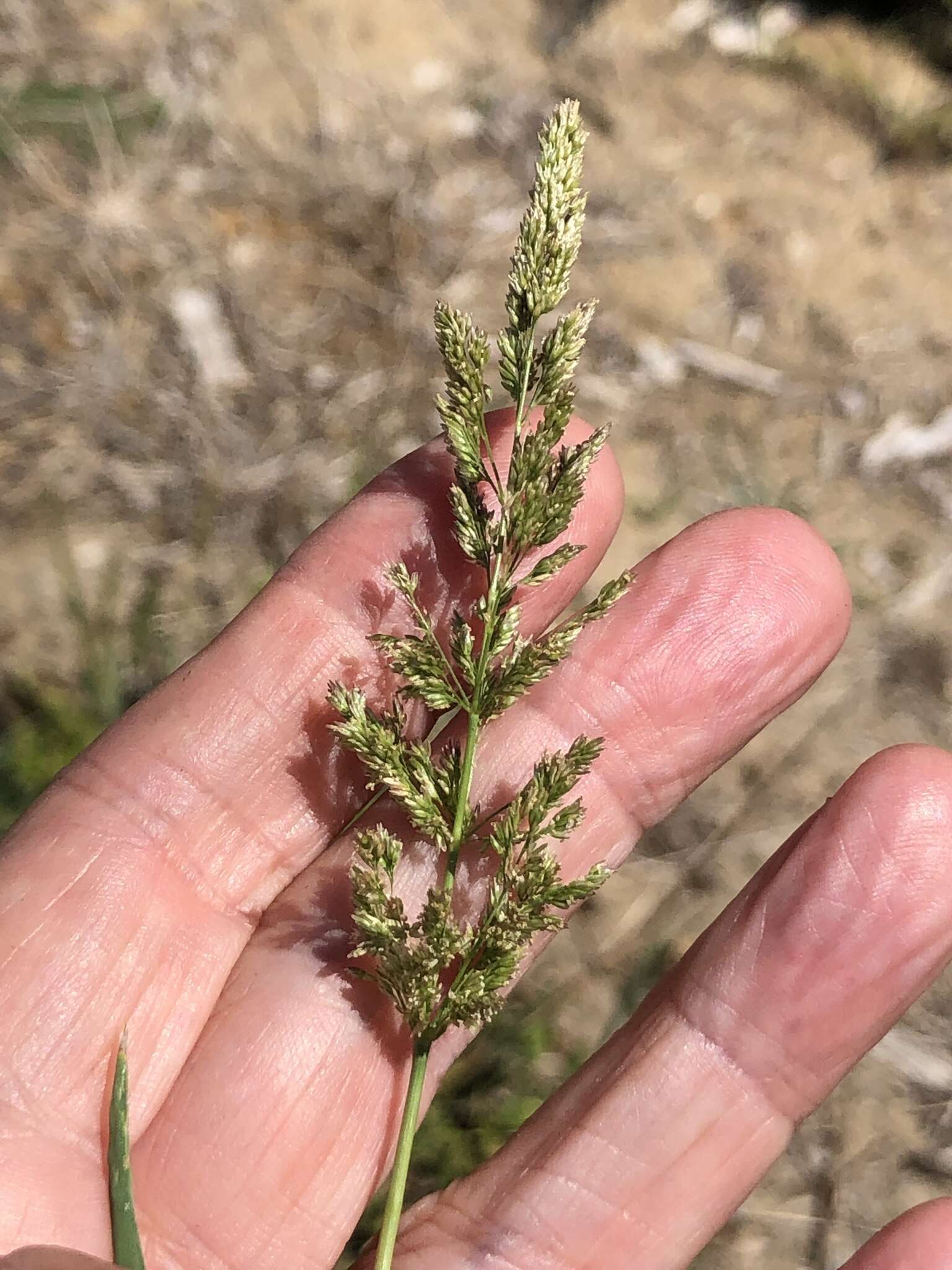 صورة Polypogon viridis (Gouan) Breistr.