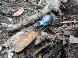 Carabus (Oreocarabus) guadarramus La Ferté-Sénectère 1847 resmi