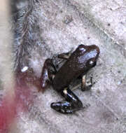 Image of Espinosa Poison Frog