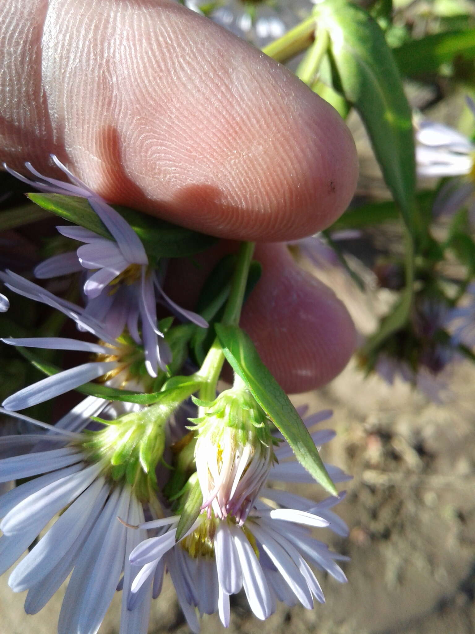 Image of New York aster