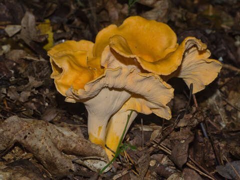 Image of Cantharellus lateritius (Berk.) Singer 1951