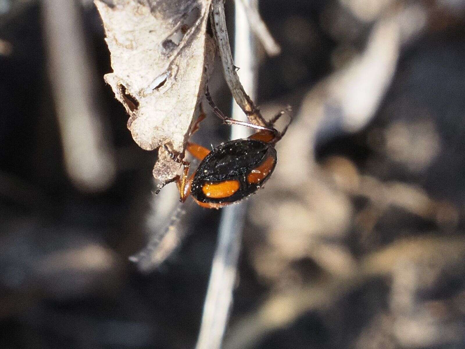 Image of Lebia (Lebia) cruxminor (Linnaeus 1758)